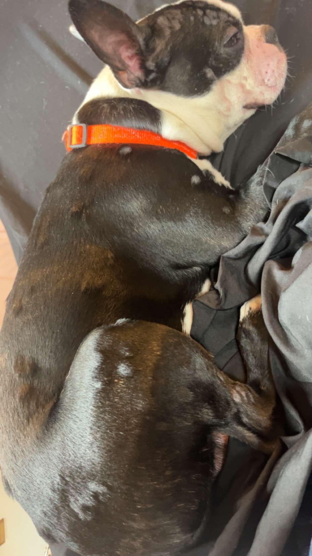 Pană de îngrijire sau reacție alergică? Ce ascund umflăturile apărute brusc pe tot corpul câinelui tău și ce poți face imediat