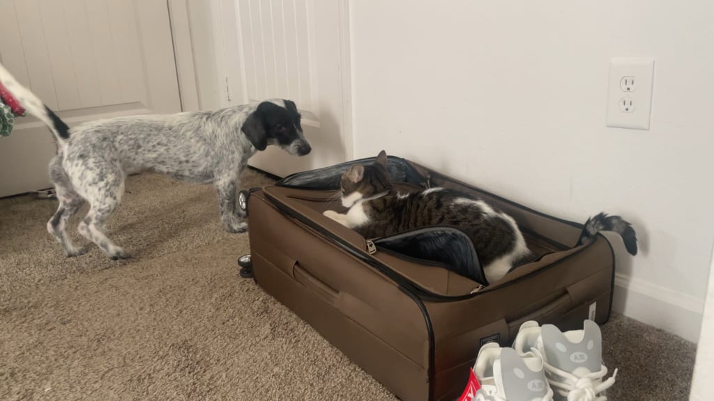 Când joaca devine prea dură: semne că trebuie să-ți oprești câinele din a-și „hărțui” pisica