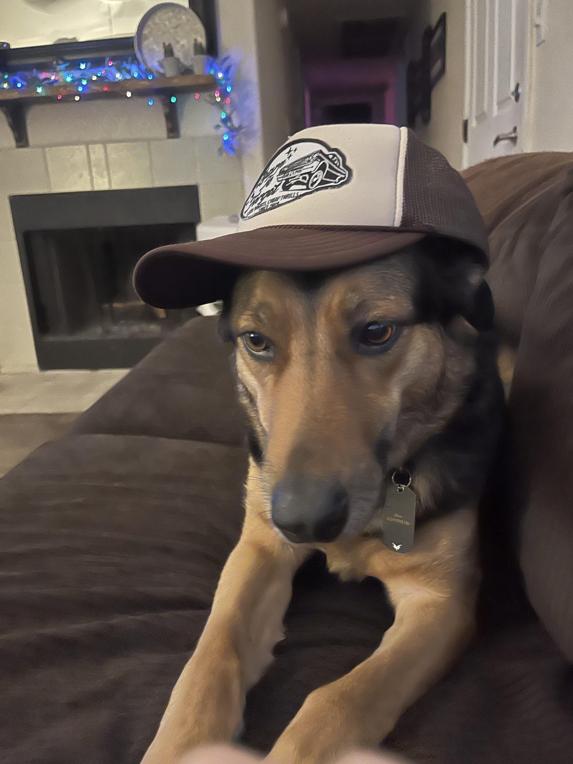 Cum să-ți transformi câinele abuzat într-un suflet fericit: sfaturi esențiale pentru vindecare și încredere