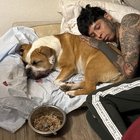 Câinele mușcat de șarpe cu clopoței, salvat în ultima clipă – Ce trebuie să faci ca să-i salvezi viața în situații de urgență