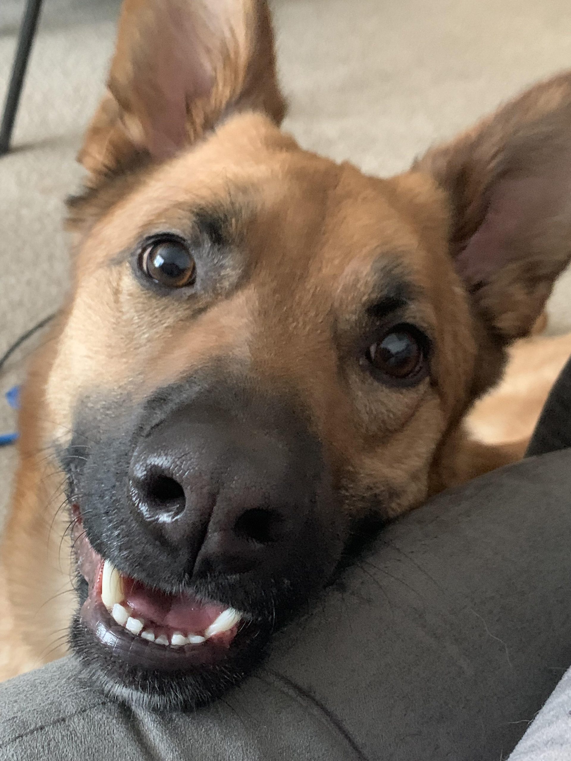 Crezi că îți faci destul datoria? Povestea emoționantă a unei femei care s-a întrebat dacă e tot ce are câinele ei în viață și ce putem învăța din asta