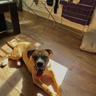 Stăpânul și-a lăsat cățelul nesupravegheat și acum regretă amarnic – Ce trebuie să știi ca să nu-ți pui patrupedul în pericol