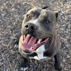 Ezită să o adopte, dar o plimbare de probă i-a schimbat complet perspectiva asupra cățelușei cu trecut dificil