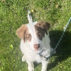 Transformă ultima lună din viața câinelui tău într-un paradis: sfaturi emoționante pentru a-i oferi bucurie până la capăt