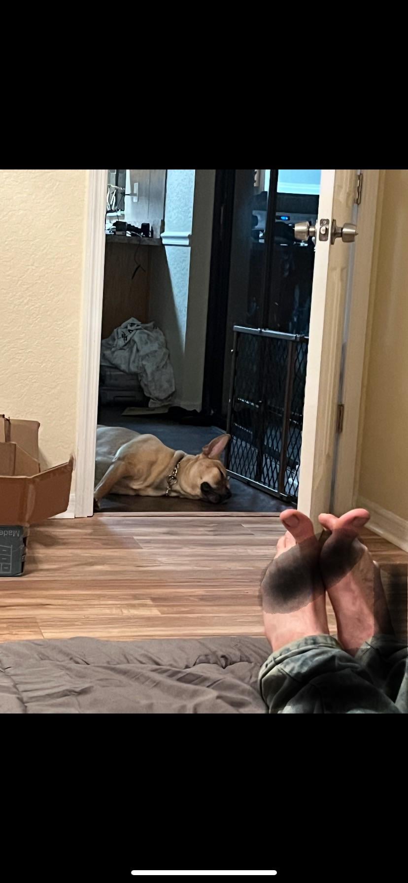 Câinele Refuză Să Stea Singur Nici Măcar În Curte — Ce Îți Spune Comportamentul Lui Despre Atașamentul Excesiv și Cum Poți Să-L Ajuți