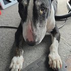 A murit câinele meu și durerea m-a distrus – ce m-a ajutat cu adevărat să merg mai departe