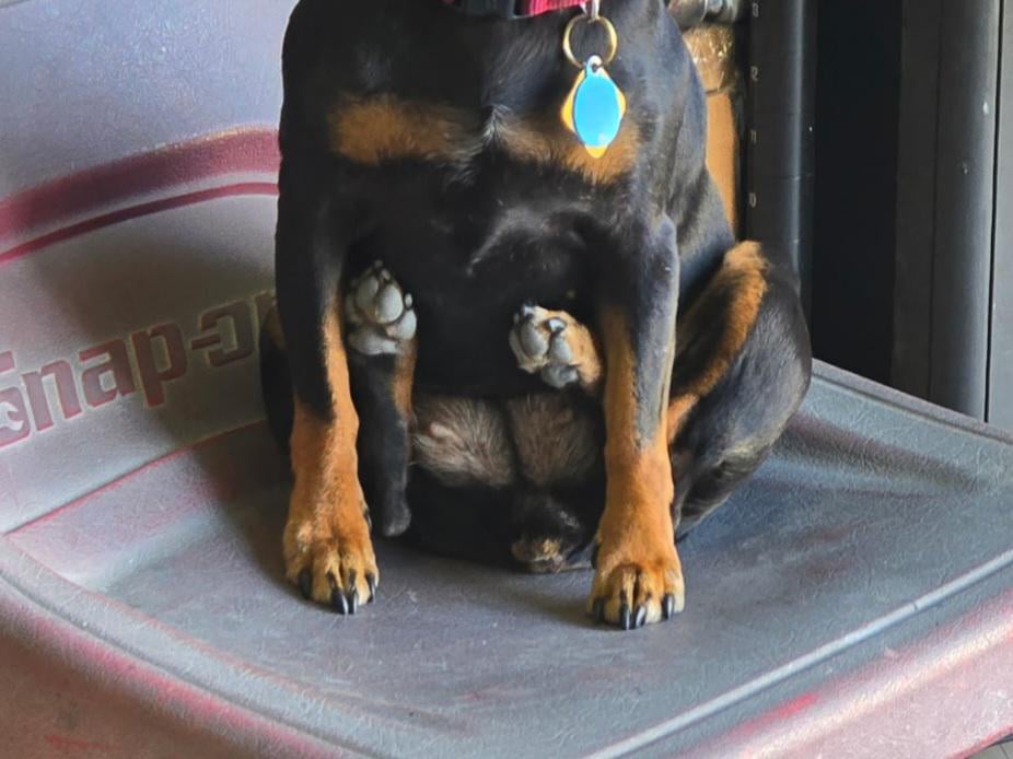 Veterinarul Avertizează: Ce Înseamnă Când Câinele Tău Stă în Această Poziție Amuzantă și de Ce Nu E Doar o Fază Drăguță