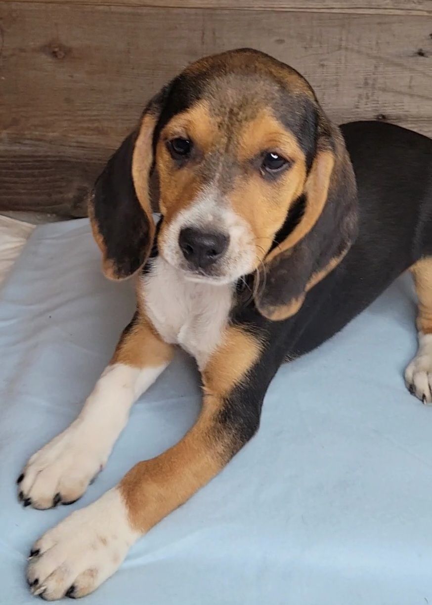 Beagle-ul luat de pe Craigslist ascundea un mare secret: ce trebuie să știi înainte să adopți un câine online