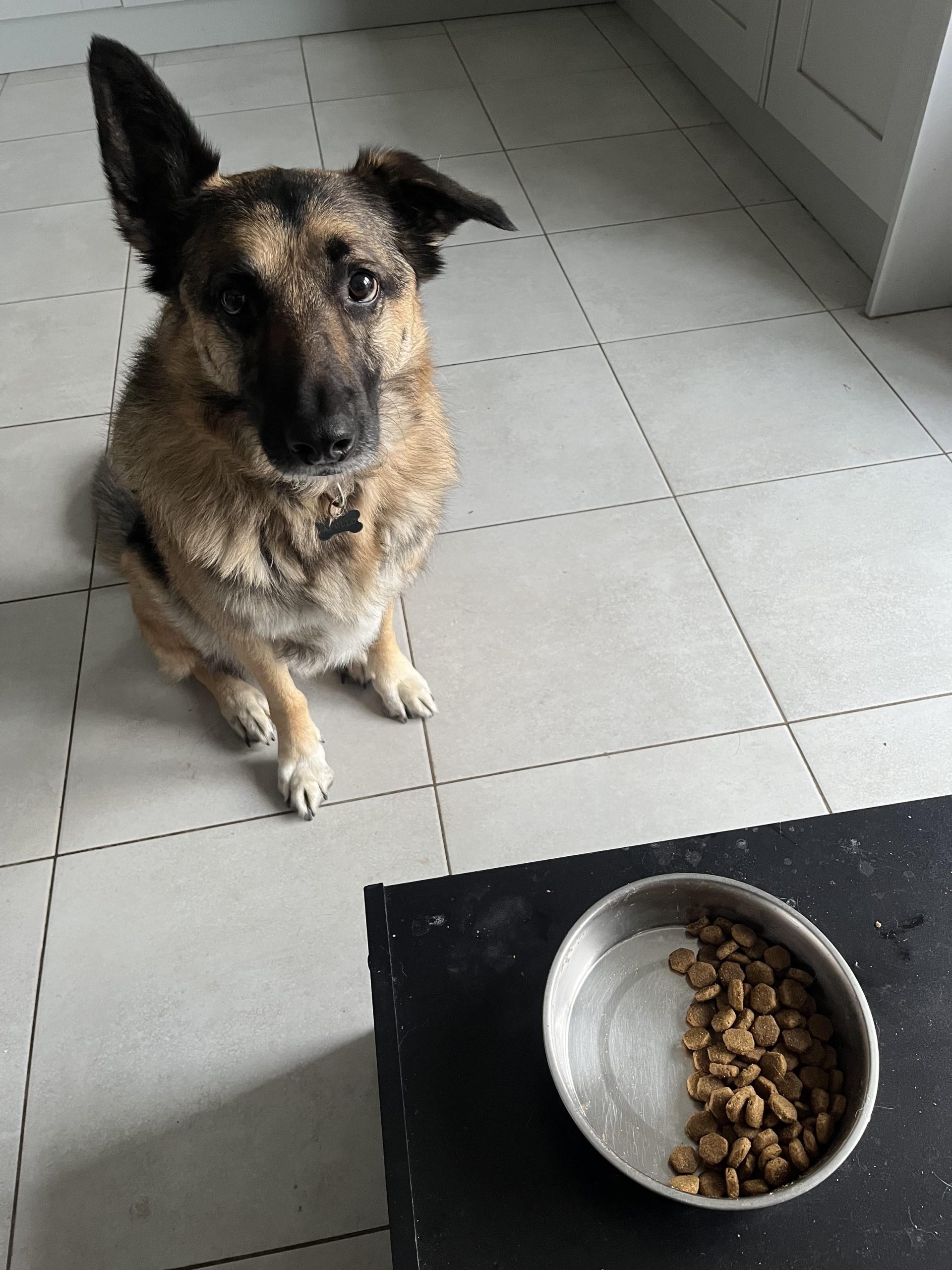 Câinele care mănâncă doar din partea dreaptă a bolului – ce semn poate ascunde acest comportament ciudat?