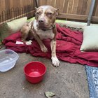 A găsit o cățelușă pe marginea drumului și acum viața i s-a schimbat – ce trebuie să faci când întâlnești un câine pierdut