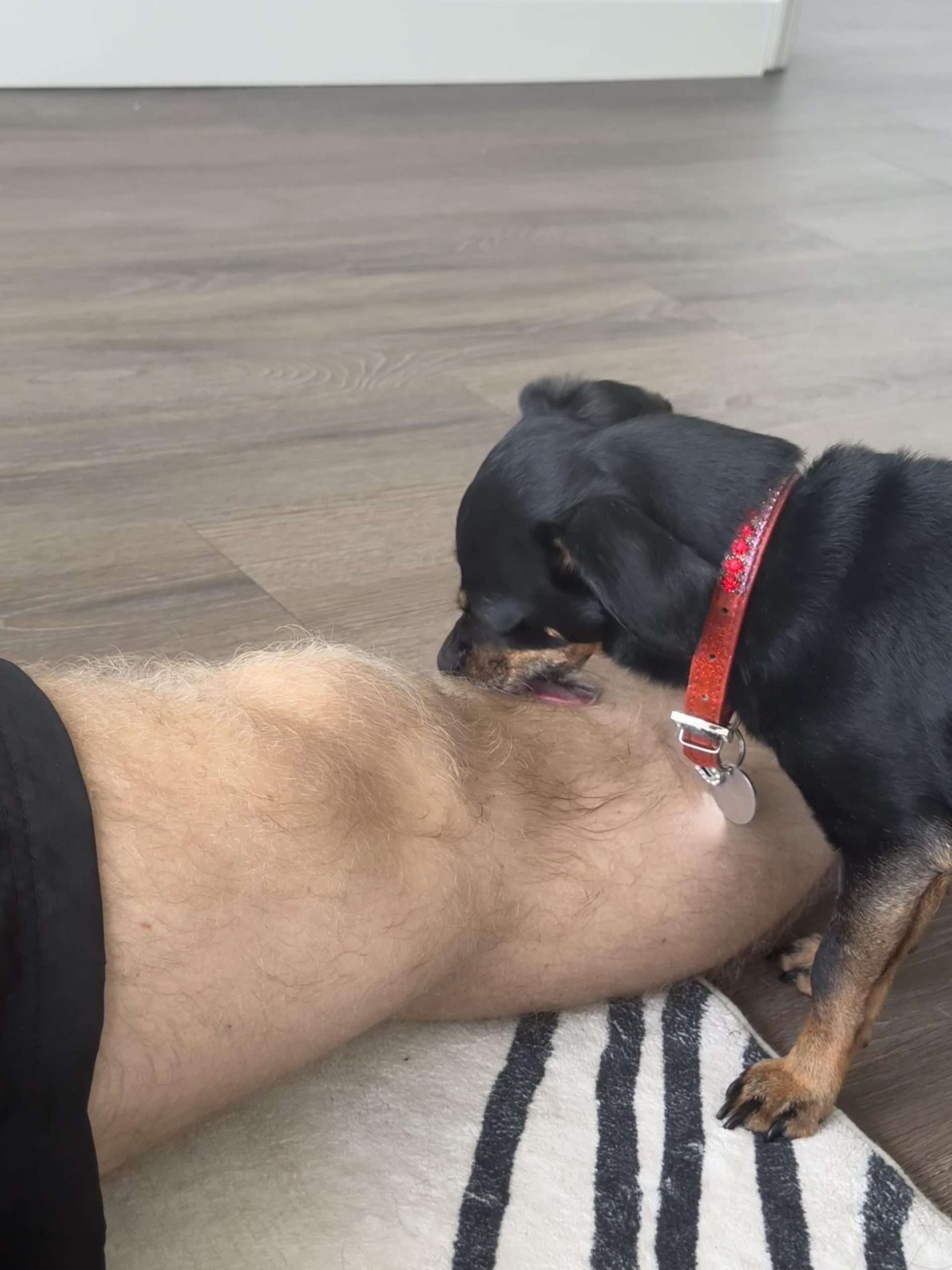 Motivul surprinzător pentru care câinele tău nu se mai satură să-ți lingă partenerul – și ce poți face în privința asta