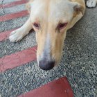 Călătorie de o săptămână, grijă neglijentă: Cum un dogsitter nepăsător a lăsat un cățel cu iritații grave la ochi și gură – ce trebuie să știi înainte să-ți lași patrupedul în grija altcuiva!