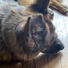 Alertă pentru stăpânii de câini: De ce patrupedul tău își linge obsesiv pernele și cum îl poți ajuta!