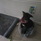 Câinele meu doarme în patul fratelui său decedat – gestul emoționant care l-ar putea ajuta să treacă peste doliu mai ușor