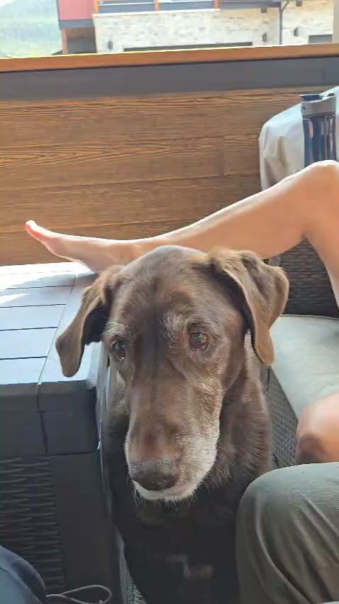 Atenție la această afecțiune bizară: Ce înseamnă când ochiul câinelui pare că se retrage în craniu și ce trebuie să faci urgent