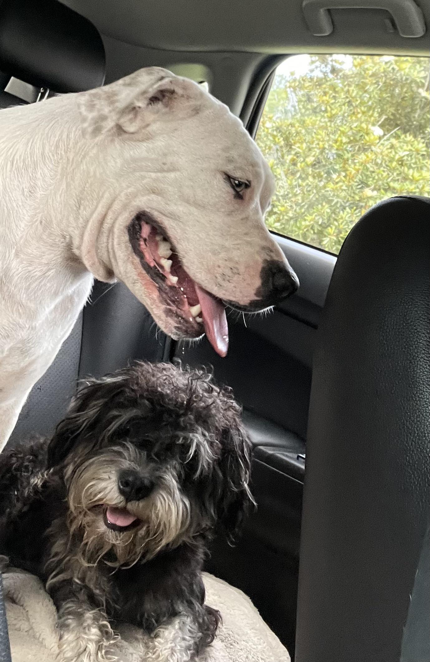 Cum să Desparți Temporar Câinii Stray Care Sunt Legați Emoțional Fără să le Provoci Stres: Soluții Testate de Stăpâni cu Inimă Mare