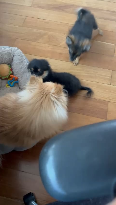 Cățelușul obraznic își provoacă tatăl canin: Ce semne arată lipsa de respect și cum corectezi comportamentul înainte să scapă de sub control