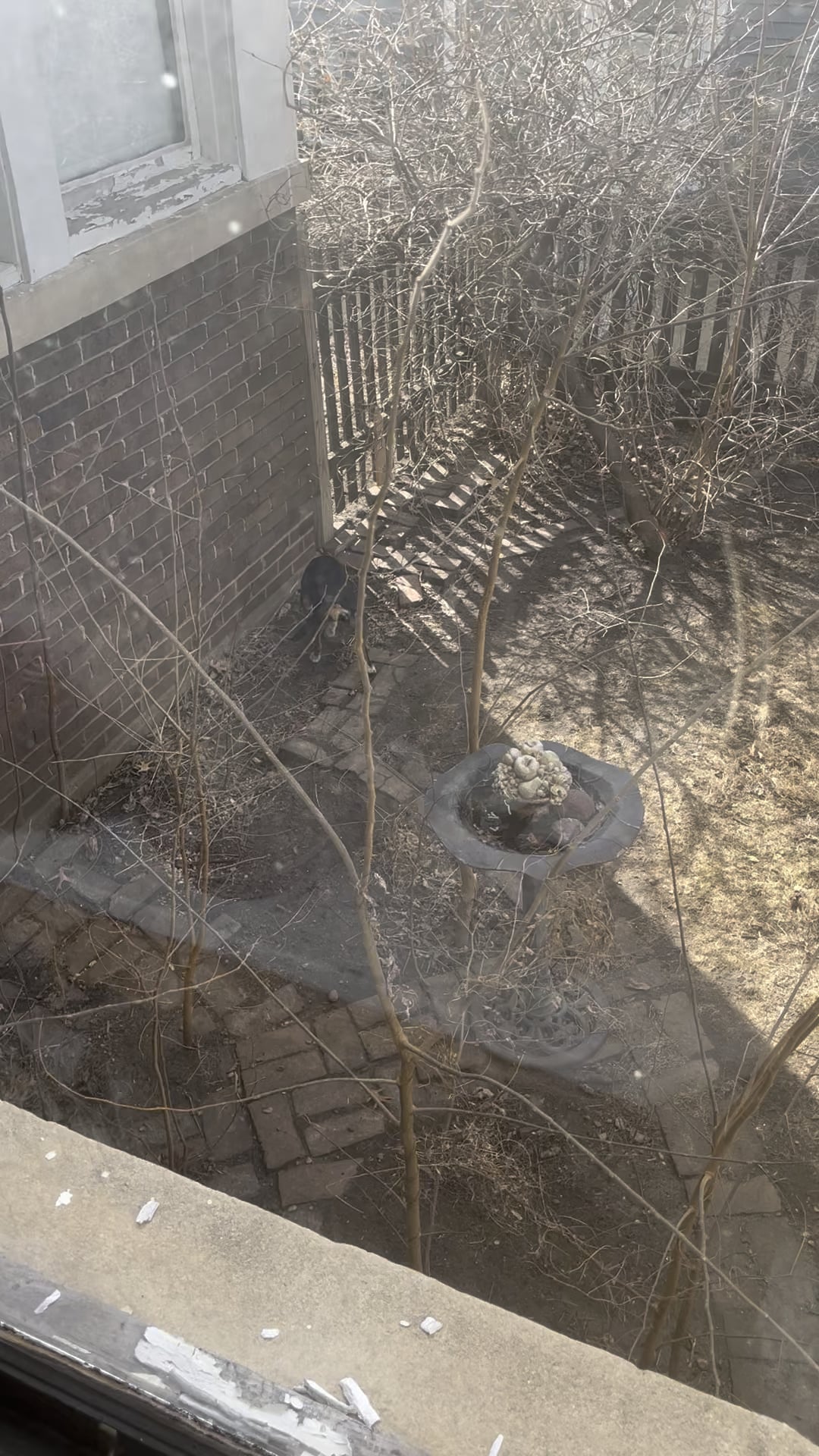 Stă cu nasul lipit de asfalt? Află ce caută cu disperare câinele tău când miroase obsesiv pământul!