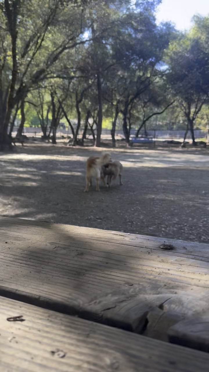 Când joaca devine periculoasă: Cum să-ți dai seama dacă patrupedul tău se distrează sau e în pericol, mai ales când rămâne fără blană pe jos