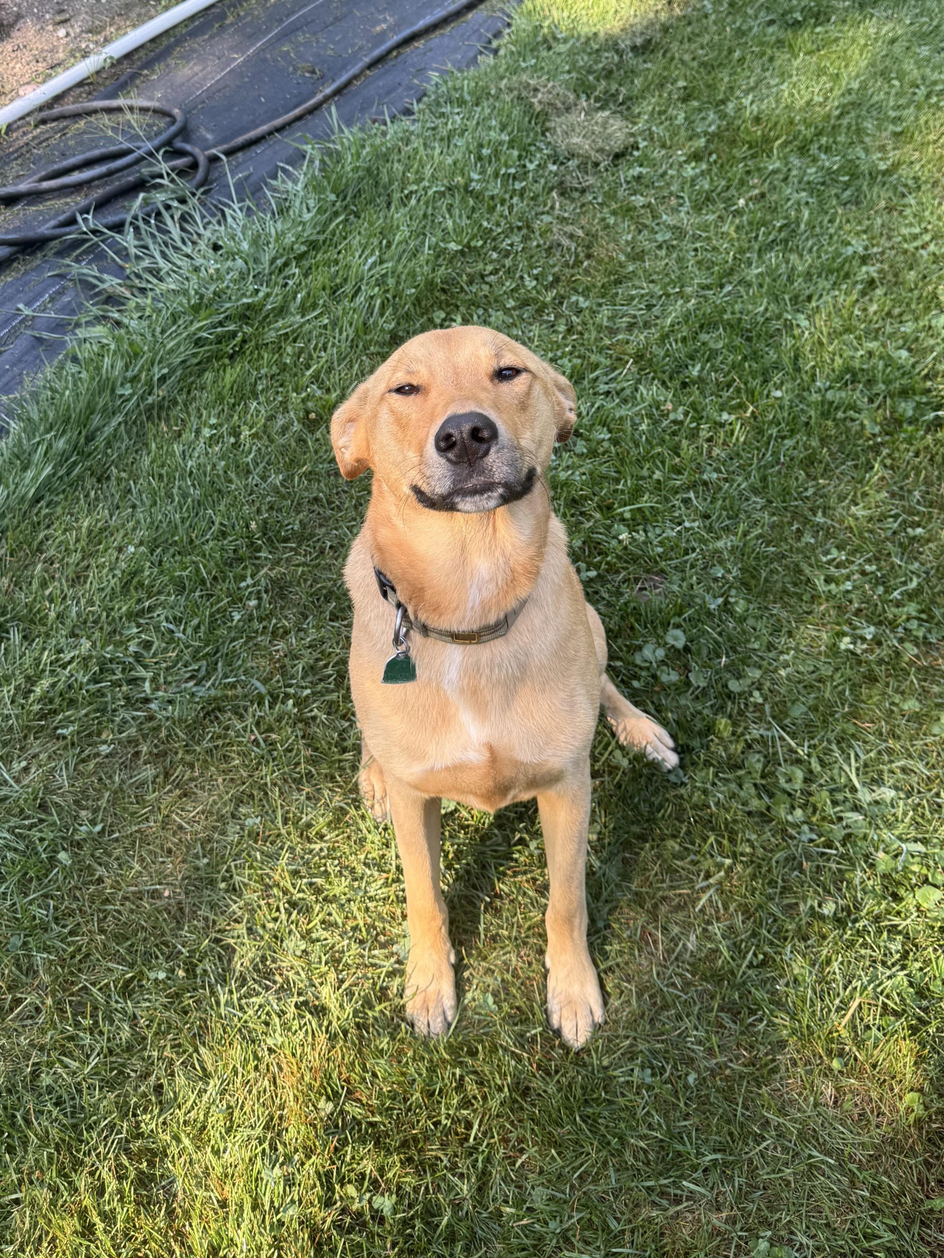 Câinele tău te privește fix? Află ce înseamnă cu adevărat această privire misterioasă!