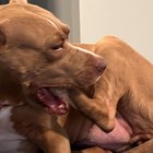 Câinele tău își bagă toată laba în gură? Află ce înseamnă acest gest ciudat și când ar trebui să te îngrijoreze