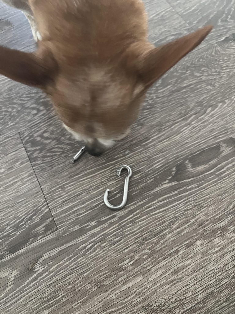 Câine salvat cu un carabinier prins de picior — Ce trebuie să știi ca să previi o situație similară