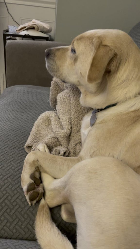 Semne surprinzătoare că mângâiatul tău îl stresează: Ce încearcă de fapt să-ți spună câinele tău când îl atingi?