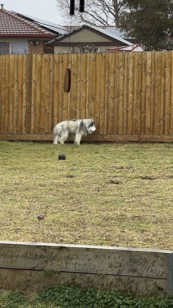 Veterinarii trag un semnal de alarmă: Semnele subtile ale demenței la câini și ce poți face ca să-i prelungești viața