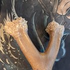 Periculos sau sigur? Ce trebuie să știi înainte să-ți lași câinele să ronțăie un Benebone mai mult de câteva minute