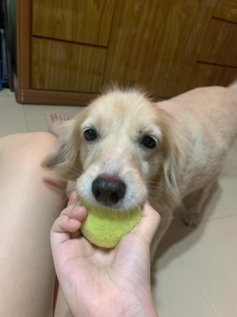 Nu-ți poți opri lacrimile după pierderea câinelui? Iată de ce e normal să suferi și cum poți păstra vie amintirea lui fără să te distrugi