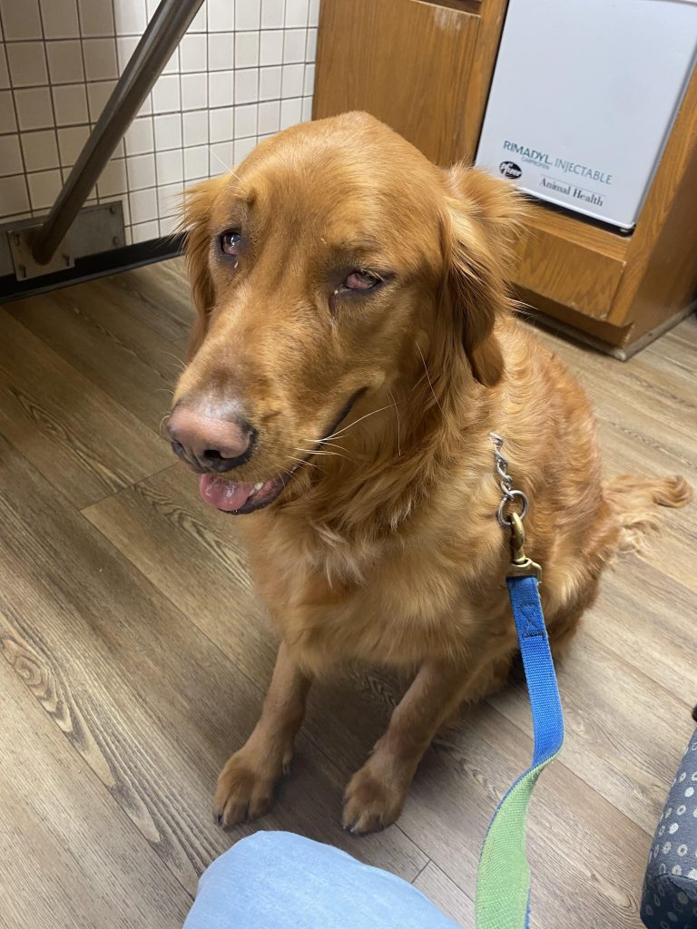 Cățelul meu s-a schimbat complet peste noapte: Semne bizare care ar putea indica o suferință tăcută – Ce trebuie să faci imediat