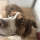 Cum am transformat o cățelușă speriată cu PTSD într-o companioană blândă – povestea Mishei, maidaneza care mi-a schimbat viața