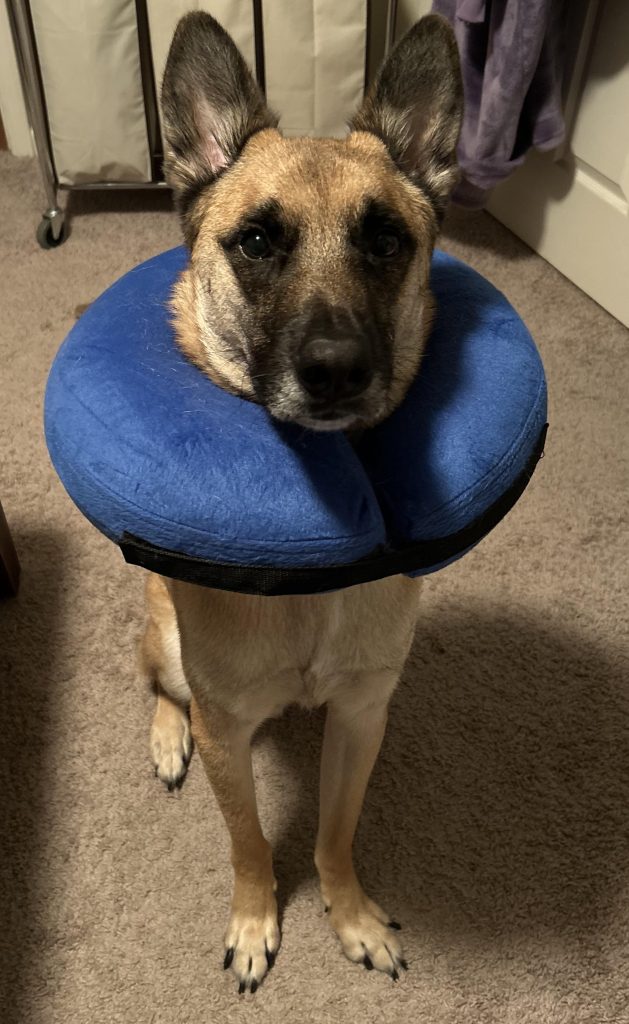 Veterinarii avertizează: Cât de sigur e să-ți lași câinele să poarte gulerul donut pe termen lung? Adevărul despre acest obicei confortabil