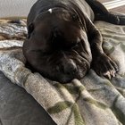 Mușcat de șarpe pe neașteptate: Ce să faci când câinele tău este atacat de o viperă și cum l-am salvat după ce a fost mușcat de buză