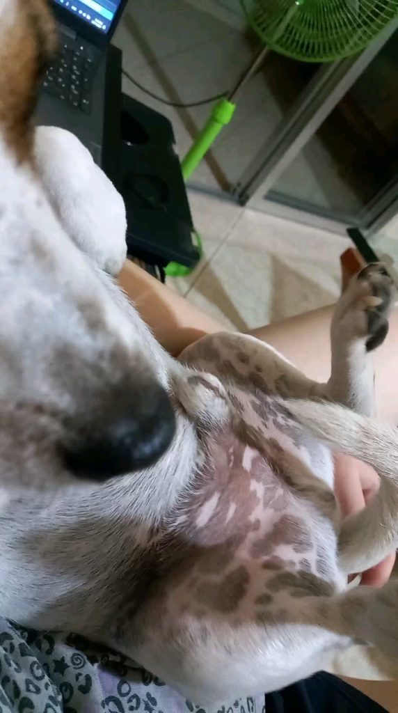 Alertă pentru stăpânii de câini: Ce înseamnă dacă patrupedul tău începe să tremure și i se încălzește corpul în fiecare zi la aceeași oră?