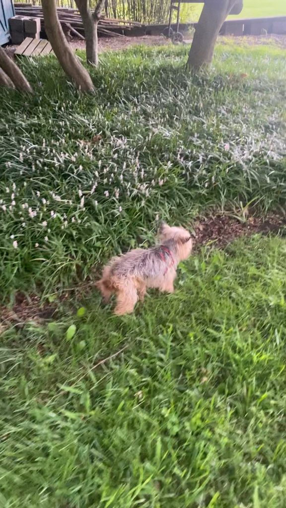 Câine bătrân de 15 ani aproape eutanasiat de familie – Iată semnele că animalul tău nu e încă pregătit să plece