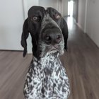 Nu ignora o umflătură pe capul câinelui tău – Ce am aflat după o vizită amânată la veterinar poate să-ți salveze patrupedul