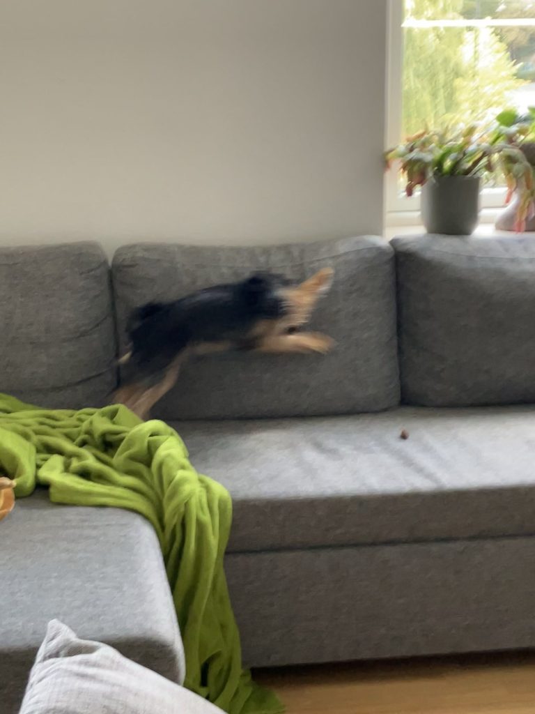 Ce înseamnă când câinele tău se uită fix la tine și începe să se legene? Specialiștii explică acest comportament surprinzător