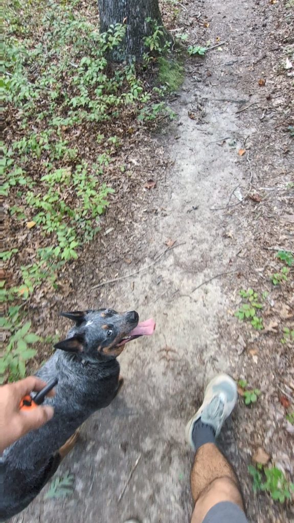 Câinele meu stă nemișcat când ies din cameră și mă urmărește din colț – Ce înseamnă de fapt acest comportament bizar?