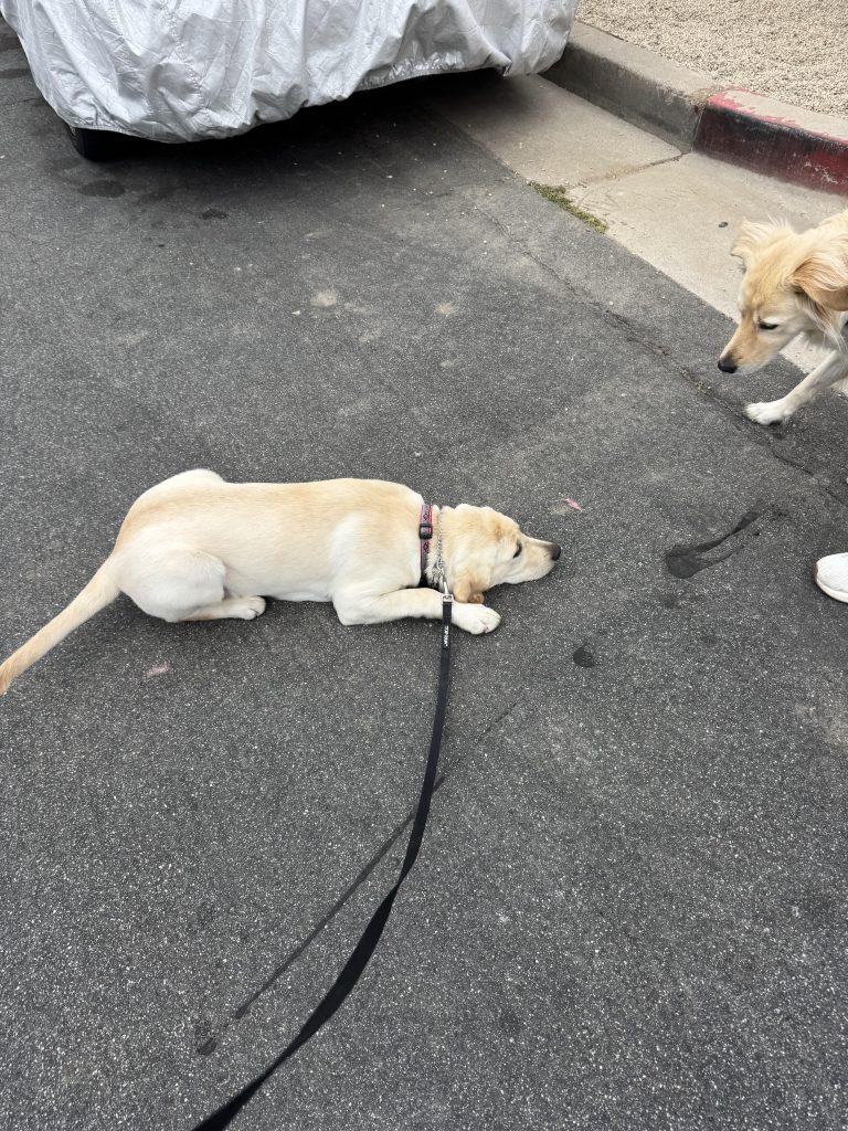 Câinele tău se culcă la pământ când vede alți câini? Află ce înseamnă acest gest surprinzător și ce trebuie să faci!