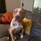 Câinele găsit avea microcip și stăpânul a fost localizat – ce trebuie să faci prima oară când găsești un animal pierdut