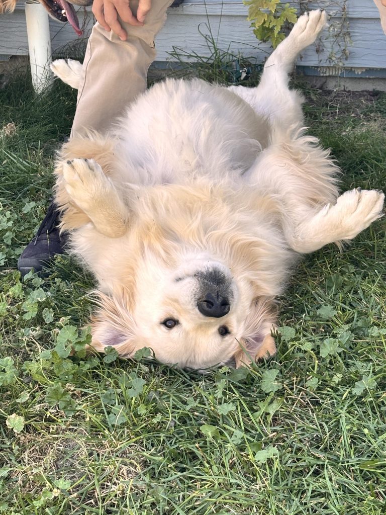 Câinele a mâncat carne tocată crudă: când e un deliciu și când devine pericol pentru sănătate