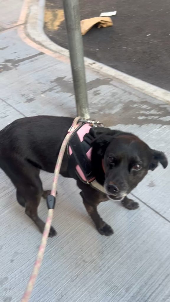 Câinele s-a întors de la pet-sitter și se poartă ciudat? Semnele că patrupedul tău a trecut printr-o experiență stresantă și ce poți face acum