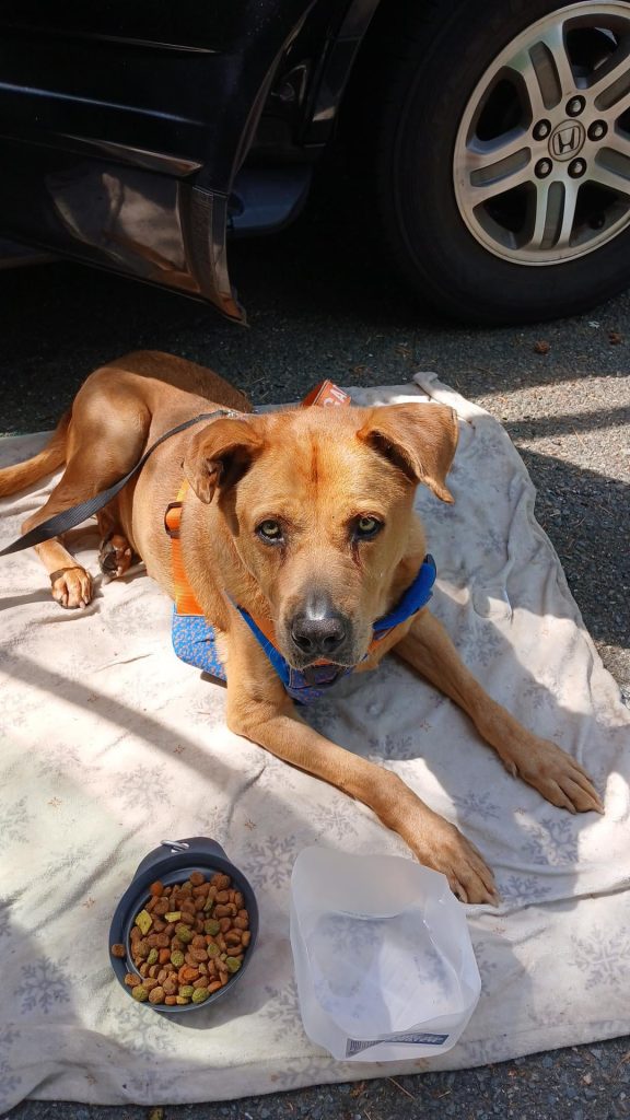 Câinele a refuzat complet mâncarea după ce stăpânii s-au mutat în mașină – ce poți face când stilul tău de viață îți afectează animalul de companie