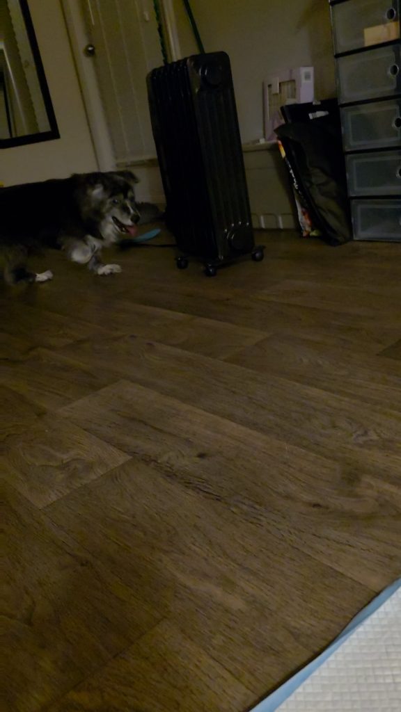 Alarma de la 3 dimineața: Ce înseamnă când câinele tău senior începe brusc să latre noaptea și cum să reacționezi inteligent