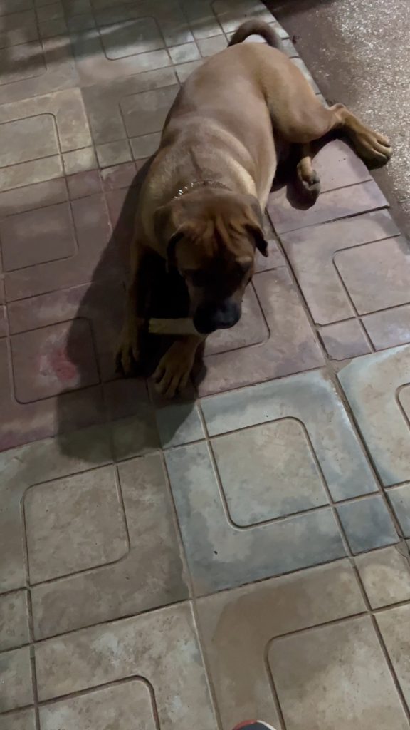 Când câinele tău roade un os și te mârâie minute în șir, dar apoi își lasă brusc capul jos: ce înseamnă de fapt acest comportament și ce greșeală să eviți