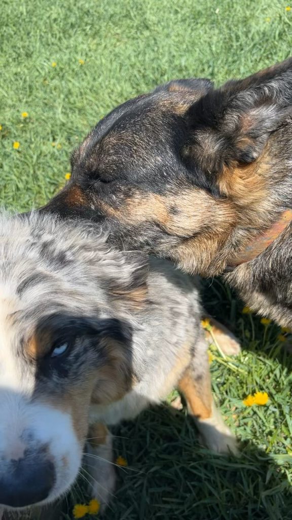 Stăpân șocat să-și vadă câinele mușcând constant de gât celălalt câine – Află dacă e joacă, dominanță sau semnal de alarmă!