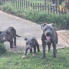 Ce să faci când câinele vecinului intră în curtea ta cu tot cu pui: sfaturi utile pentru a evita conflictele și a proteja animalele