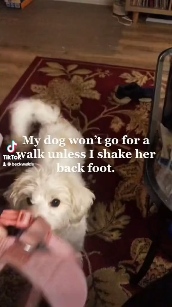 Comportament bizar sau strategie canină? De ce își ridică mereu piciorul înainte de plimbare și ce înseamnă asta pentru sănătatea ei