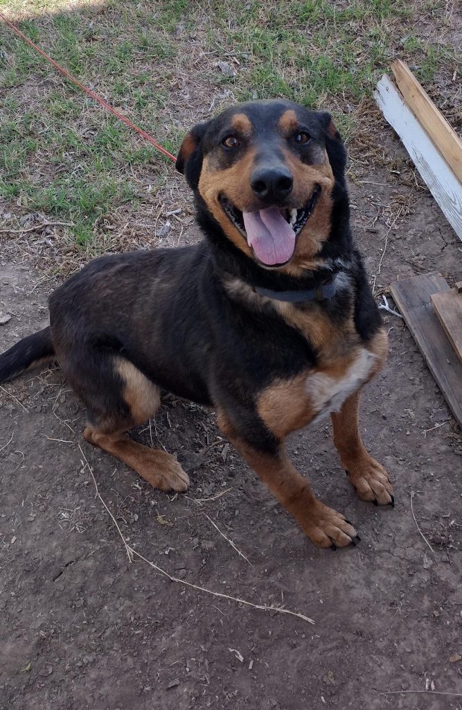 De la Speriat și Plin de Purici la Iubit și Îngrijit: Cum un Câine Fără Stăpân a Găsit Acasă și Tratament în Doar 7 Zile